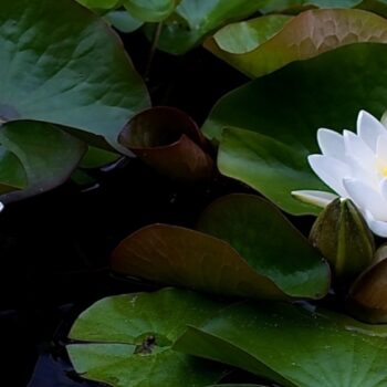 Development of Tantras in the Context of Buddhism and Upanishads