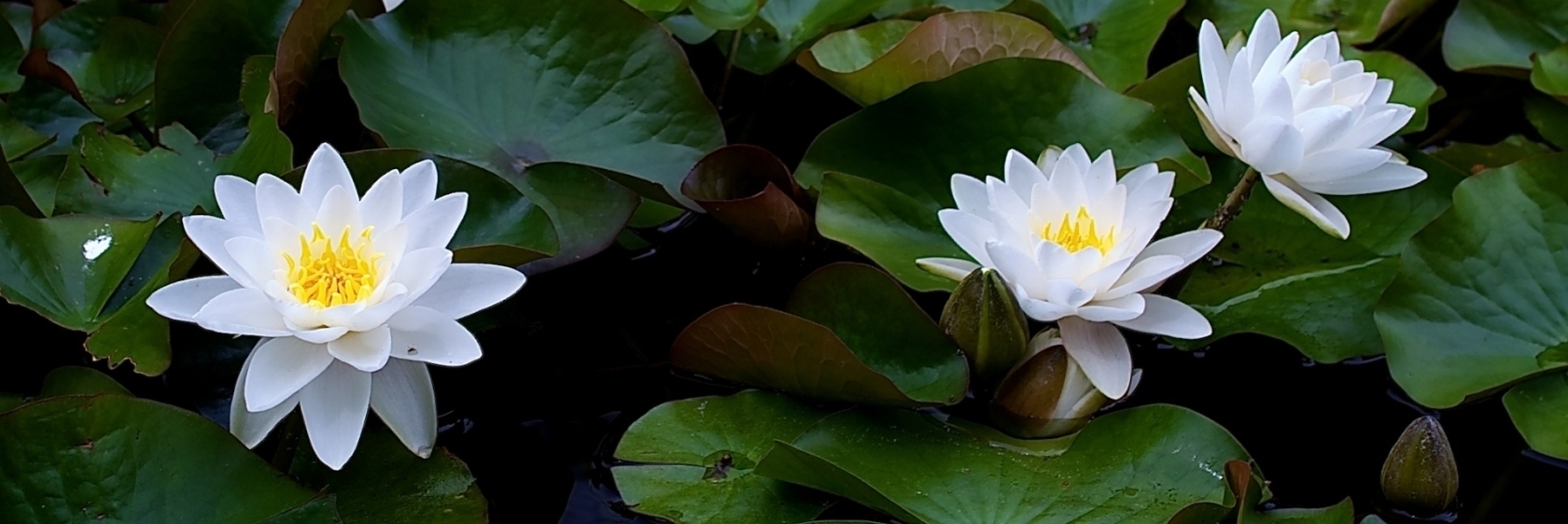 Development of Tantras in the Context of Buddhism and Upanishads