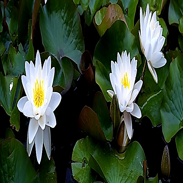 Development of Tantras in the Context of Buddhism and Upanishads